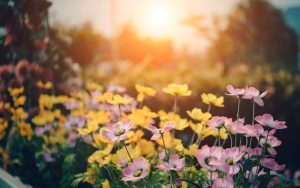 kindvriendelijke tuin met bloemen